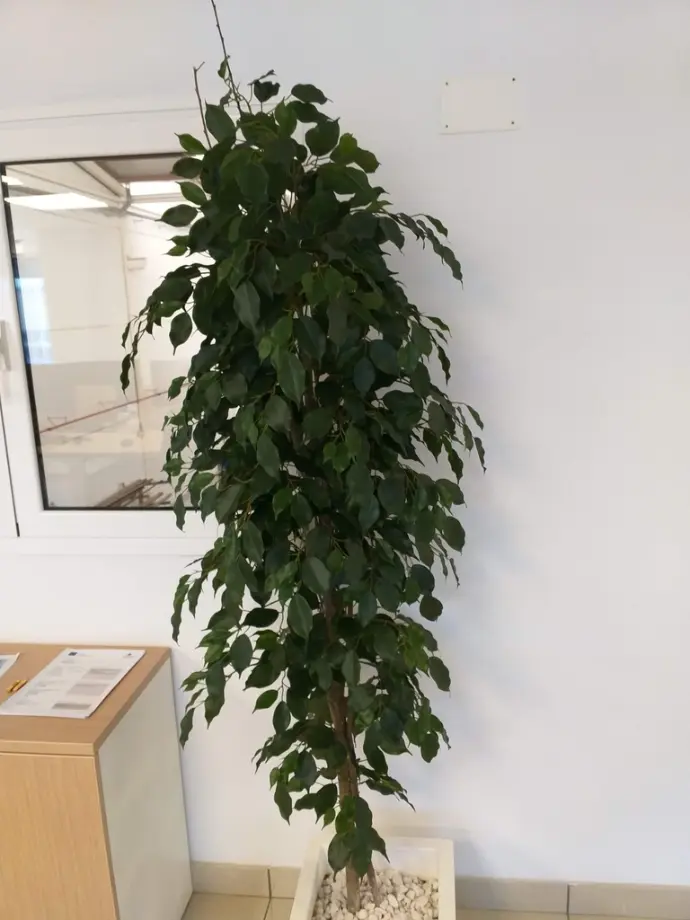 Ficus verde