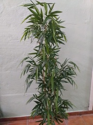 Bambú 1.80mts